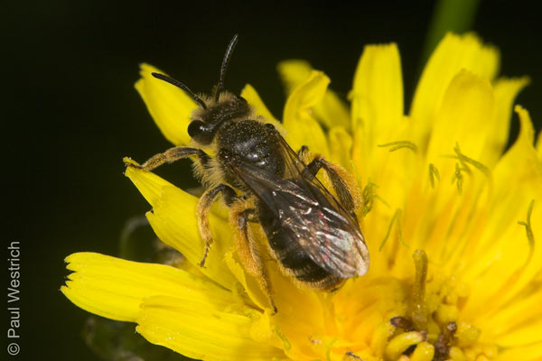 Andrena humilis - Weibchen
