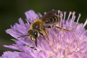 Andrena hattorfiana - Männchen auf Knautia arvensis