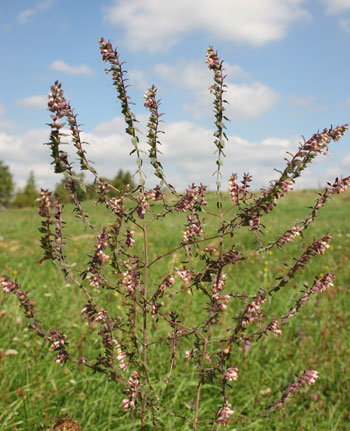 Odontites vulgaris