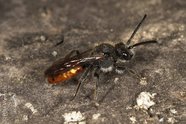 Nomada fabriciana - Männchen