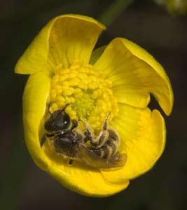 Lasioglossum malachurum in Ranunculus-Blüte