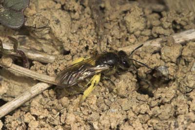 Lasioglossum malachurum mit Pollen vor dem Nest