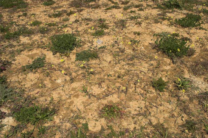 Nistplatz von Lasioglossum malachurum