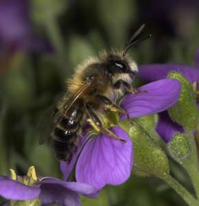 Andrena tscheki - Männchen