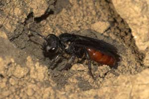 Sphecodes albilabris Weibchen