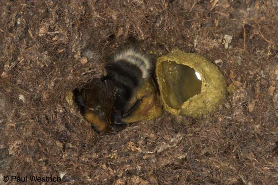 Bombus hypnorum - brütende Königin