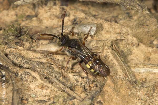 Nomada panzeri - Männchen