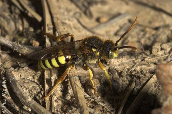 Nomada lathburiana - Männchen