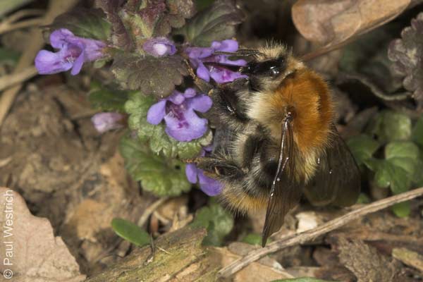 Bombus pascuorum - Königin an Gundermann