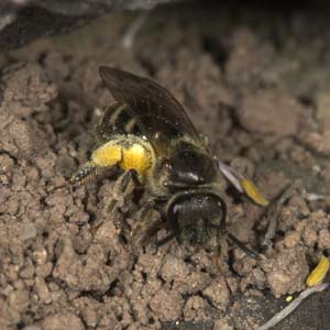 Lasioglossum laticeps - Weibchen mit Pollen