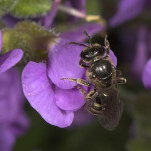Lasioglossum laticeps an Aubrieta