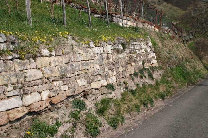 Weinbergmauer im Frühling