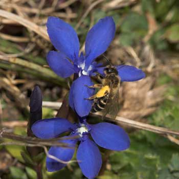 Andrena flavipes pollensammelnd an Gentiana verna