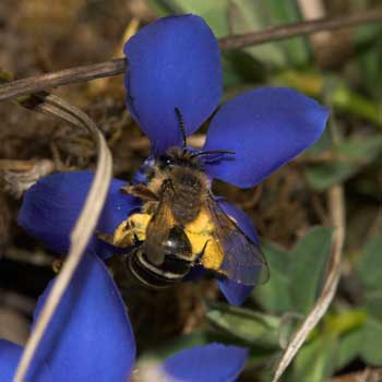 Andrena flavipes pollensammelnd an Gentiana verna
