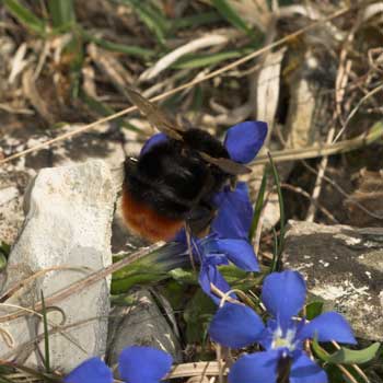 Bombus lapidarius an Gentiana verna
