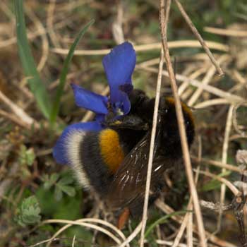 Bombus terrestris an Gentiana verna