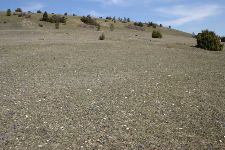 Wacholderheide auf der Schwäbischen Alb
