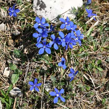 Gentiana verna