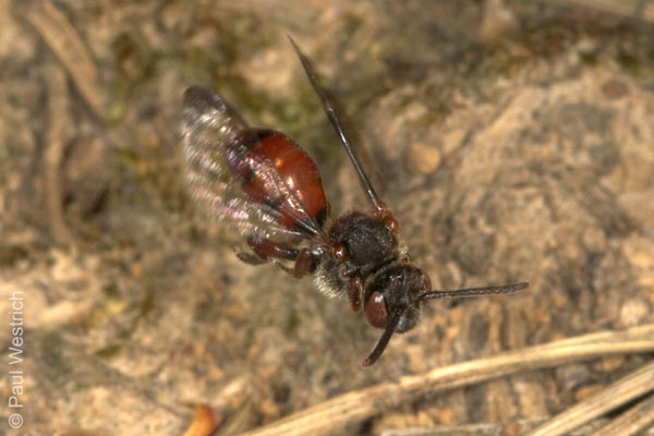 Nomada integra - Weibchen
