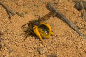 Andrena humilis mit Pollen vor dem Nest