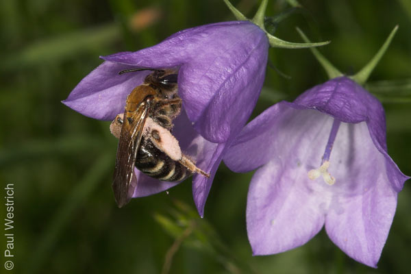 Andrena curvungula pollensammelnd an Campanula rotundifolia