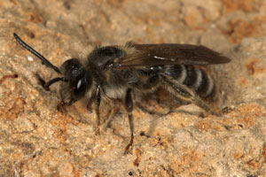 Andrena curvungula Männchen