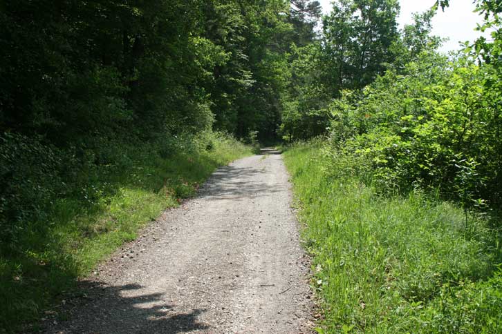 Waldrand im Rammert