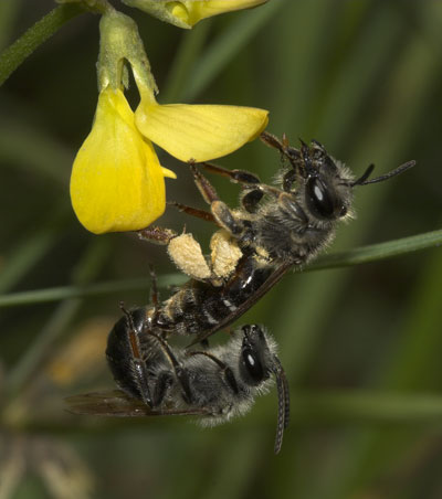 Andrena intermedia - Kopula