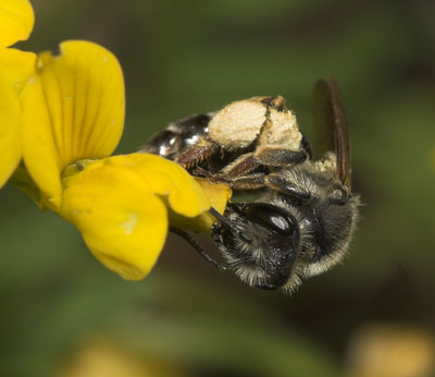 Andrena intermedia - pollensammelndes Weibchen