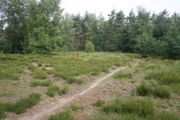 Zwergstrauchheide