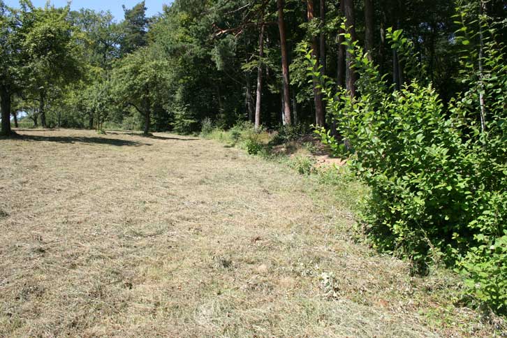 Waldrand im August