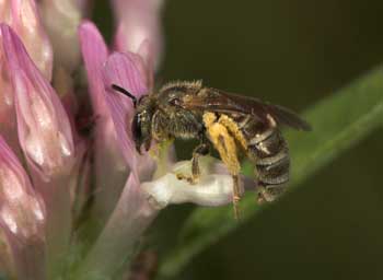 Halictus tumulorum pollensammelnd an Trifolium pratense
