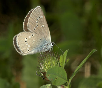 Cyaniris semiargus Weibchen am Rotklee