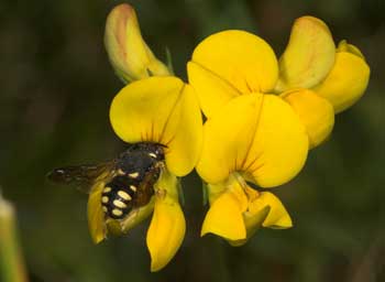 Anthidium strigatum Weibchen an Lotus