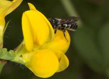 Osmia leucomelana Weibchen an Lotus