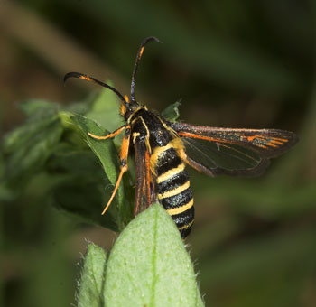 Bembecia ichneumoniformis - Hornklee-Glasflügler
