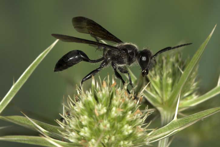 Isodontia mexicana