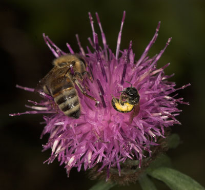 Halictus tumulorum pollensammelnd an Trifolium pratense
