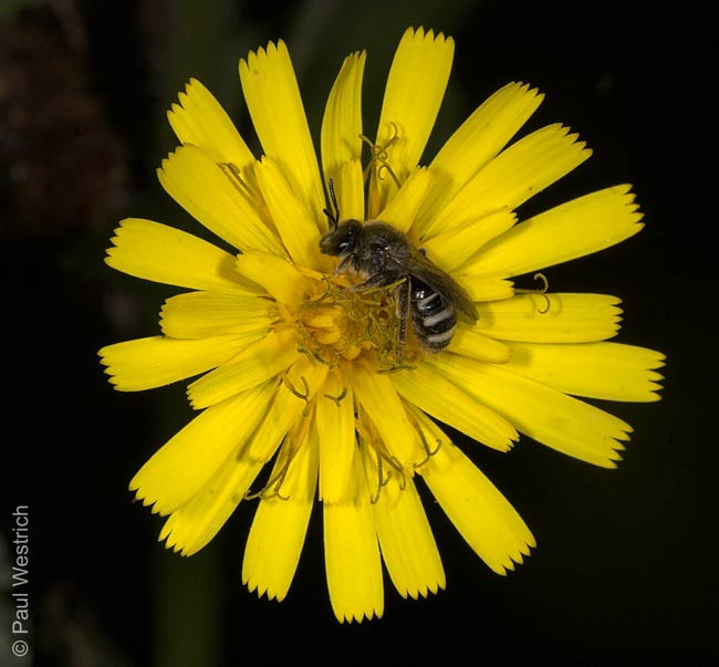 Lasioglossum leucozonium - Weibchen auf Hieracium umbellatum