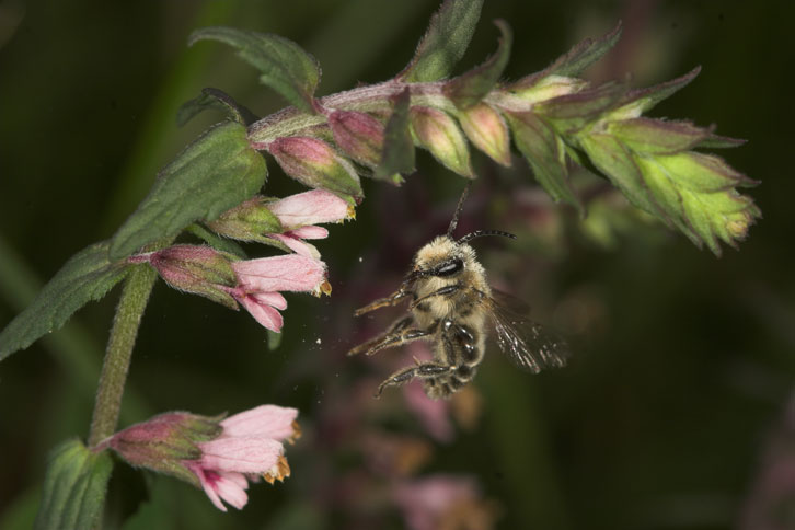 Melitta tricincta Männchen beim Abflug von einer Blüte von Odontites vulgaris