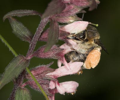 Melitta tricincta - pollensammelndes Weibchen