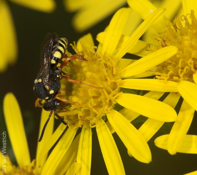 Nomada flavopicta Weibchen auf Senecio jacobaea