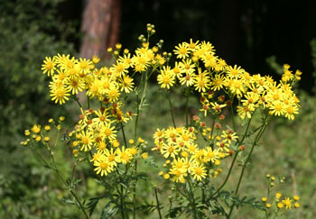 Senecio jacobaea