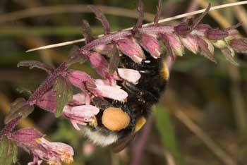 Bombus terrestris an Odontites vulgaris pollensammelnd