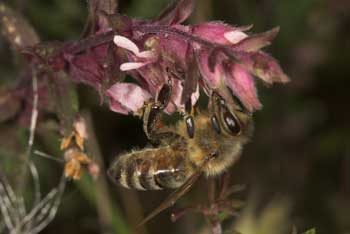 Apis mellifera an Odontites vulgaris nektarsaugend