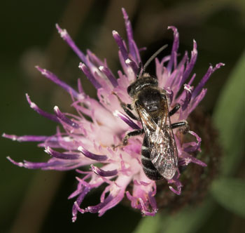 Lasioglossum leucozonium Männchen