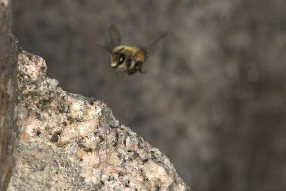 Megachile parietina - Männchen im Flug