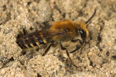 Colletes hederae - Männchen an Mentha piperita