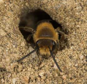 Colletes hederae - Männchen Frontalansicht