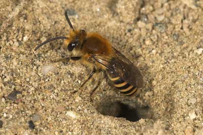 Colletes hederae - Männchen im Flug